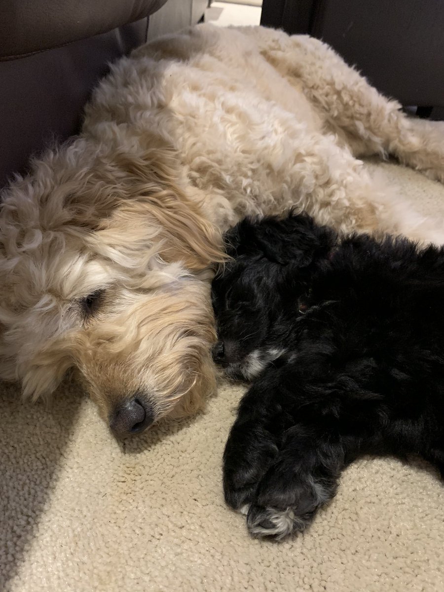lesfin133's tweet photo. @StJamesOCSB this is Maggie and Bella. Maggie is getting used to being a new big sister to a 9 week old puppy. They are keeping us happy and busy 😊 https://t.co/lCxajHRaxH