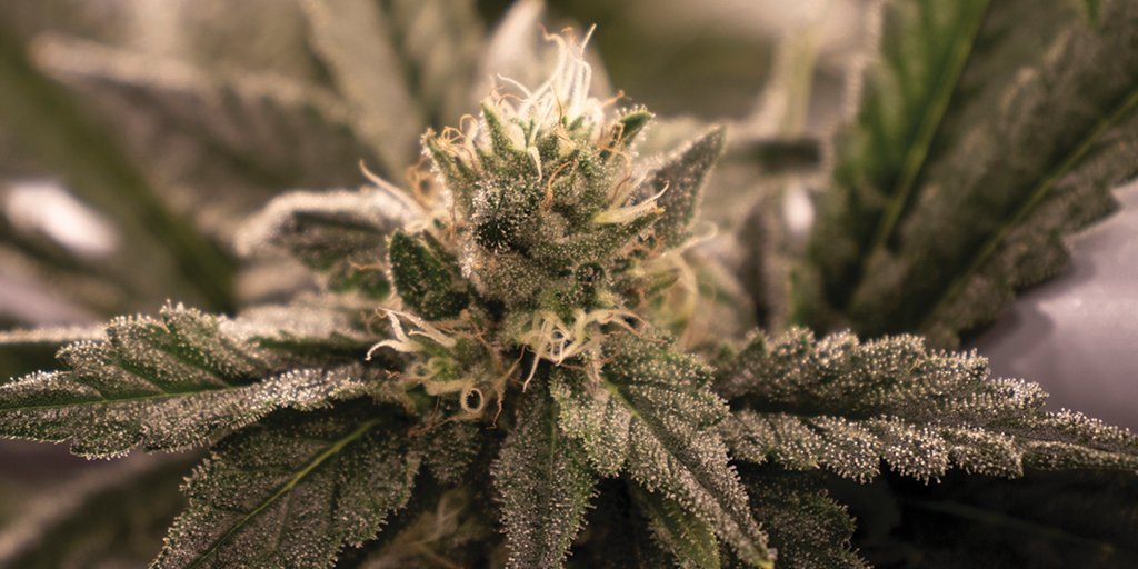 Need a fresh start to the week? Our King Tut GE flower is a-king to see you! Its deep green buds boast a classic earthy flavour with piney accents and a spicy aroma. Perfect for a reign-y day. #JWCGrown