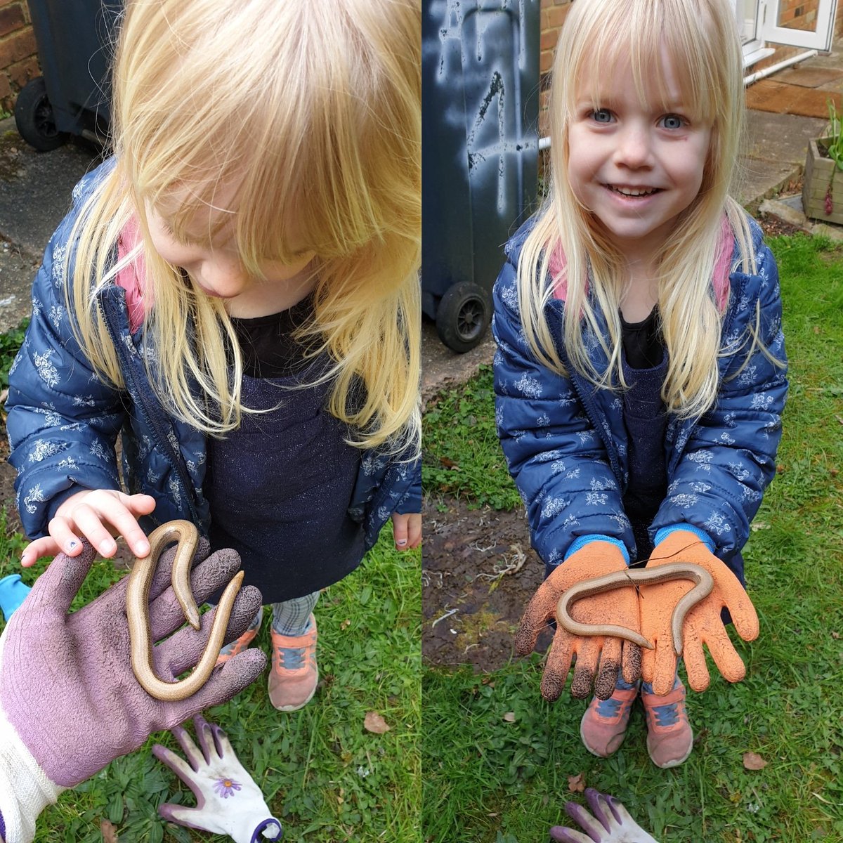 chloeclod's tweet photo. @monkeytigershow Afternoon! We did a bit more of our garden and came across this little thing! Cassie made no hesitation to hold it, Cassie has also been working on her sewing skills ( taking after her mummy 😁) x https://t.co/z8TqZw5ELm