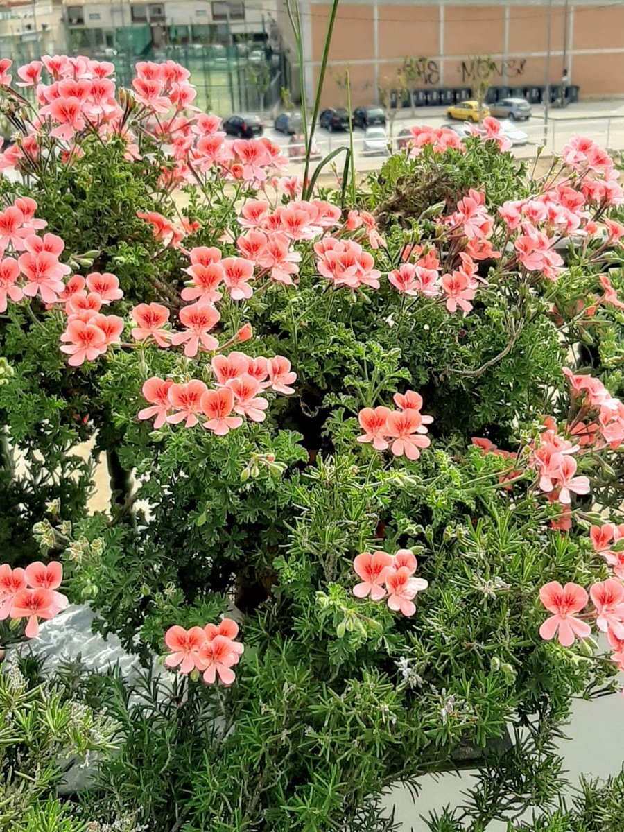 Primer concurso fotográfico de la AAVV de Espinardo, en plan desenfadado, para regalarnos mutuamente una pincelada de color al confinamiento.
Aquí tenéis las fotos ganadoras!!