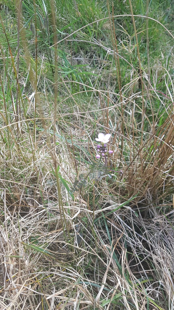 HenllysLNR's tweet photo. It is so wonderful to be able to enjoy, once a day, our beautiful wet #spring flowering mini-meadow which we started as part of our #NaturalBuzz area in 2016. Our sensitive management has brought in cuckoo #flower & (later on in the year) lesser knapweed on what was mown grass. https://t.co/owXk19LZLL