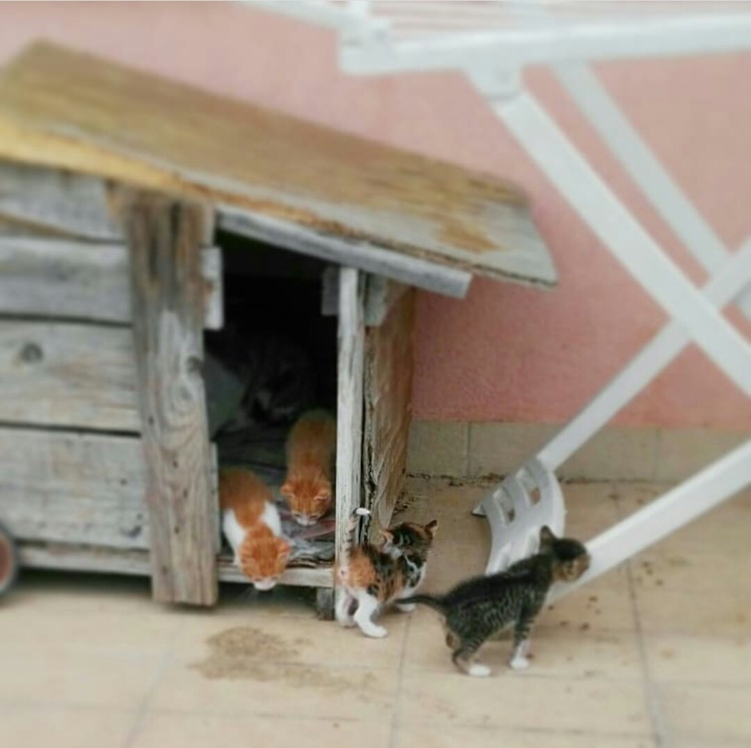 Marilyn_IT's tweet photo. 🐱🐈🐾

#gatti #gattini #randagi #instagatti #cat #instacat #neko #instaanimal #littlecats #littlecat #CatsOfTwitter #catsofinstagram #Cats https://t.co/tF3f2bQVGH
