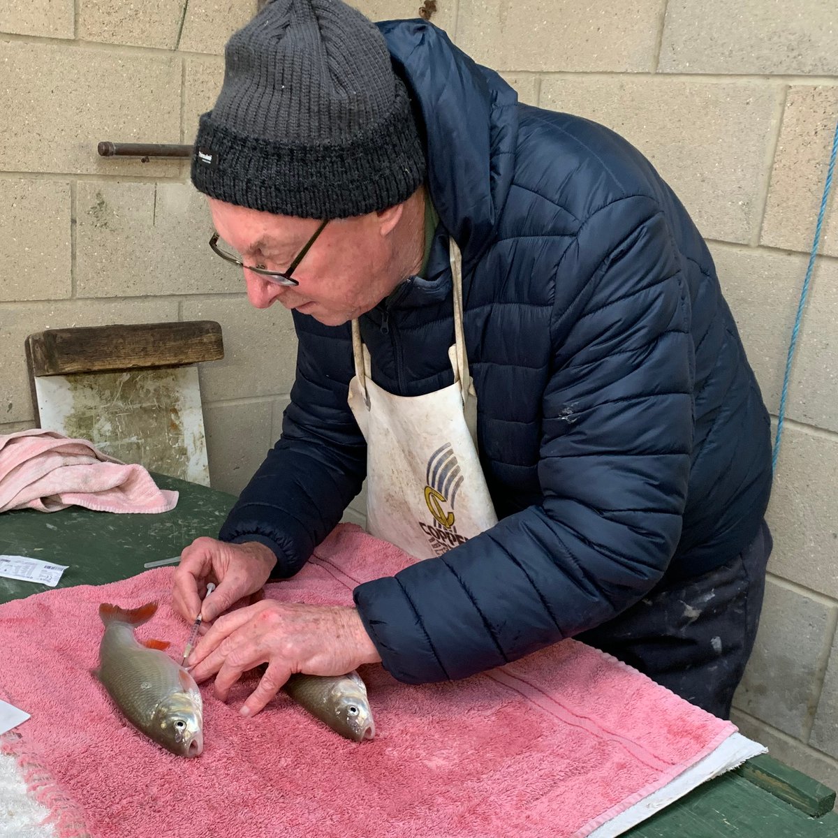HampshireCarp's tweet photo. A Master at work!! Chris has been down over the weekend helping with the spawning of the IDE.
.
.
.
#happyfishfarmer #hampshirecarp #hampshirefarming #aquaculture #fish #fishfarming #nature #farmlife #fishing #britishfarming #qualityfarming #aquarium #goldfishkeepers #goldfish https://t.co/n82yKB3nnD