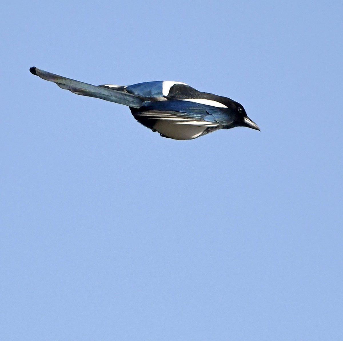 Even in lockdown!  Just wandered out into my garden and had to dodge this launched Magpie! What is wrong with these people?! 