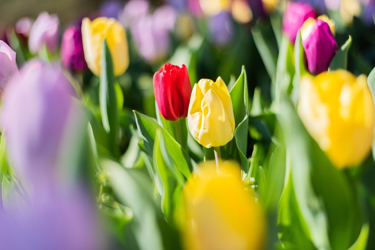 Campus may be quiet this spring, but it's still as beautiful as ever! 🌷🌷🌷 #oagaag