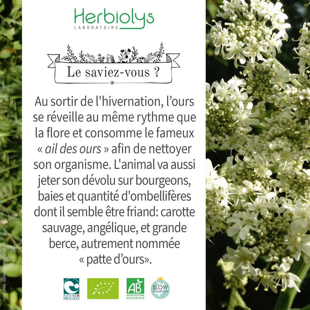 Le saviez-vous ?
Au sortir de l'hivernation, l’ours se réveille au même rythme que la flore et consomme le fameux « ail des ours » afin de nettoyer son organisme. L'animal va aussi jeter son dévolu sur des ombellifères comme la grande berce qu'on nomme aussi « patte d’ours».