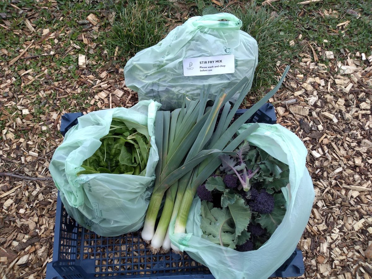 The Oak Tree tweet media