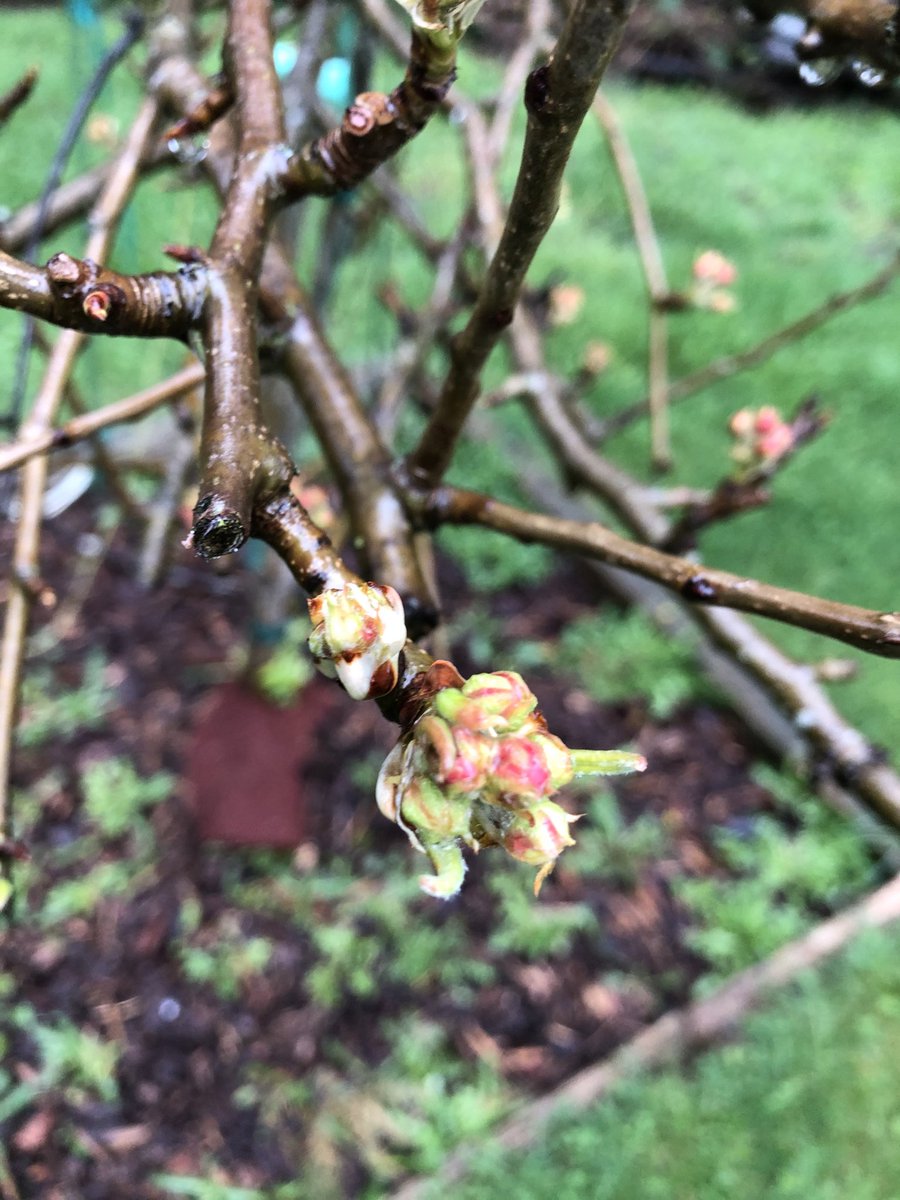 In the midst of self isolating and distancing and quarantining I stepped into my yard to look at my pear tree blossoms. Life finds a way &amp; fruit will come again