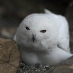目が合ったら踊り出したシロフクロウがかわいい!
