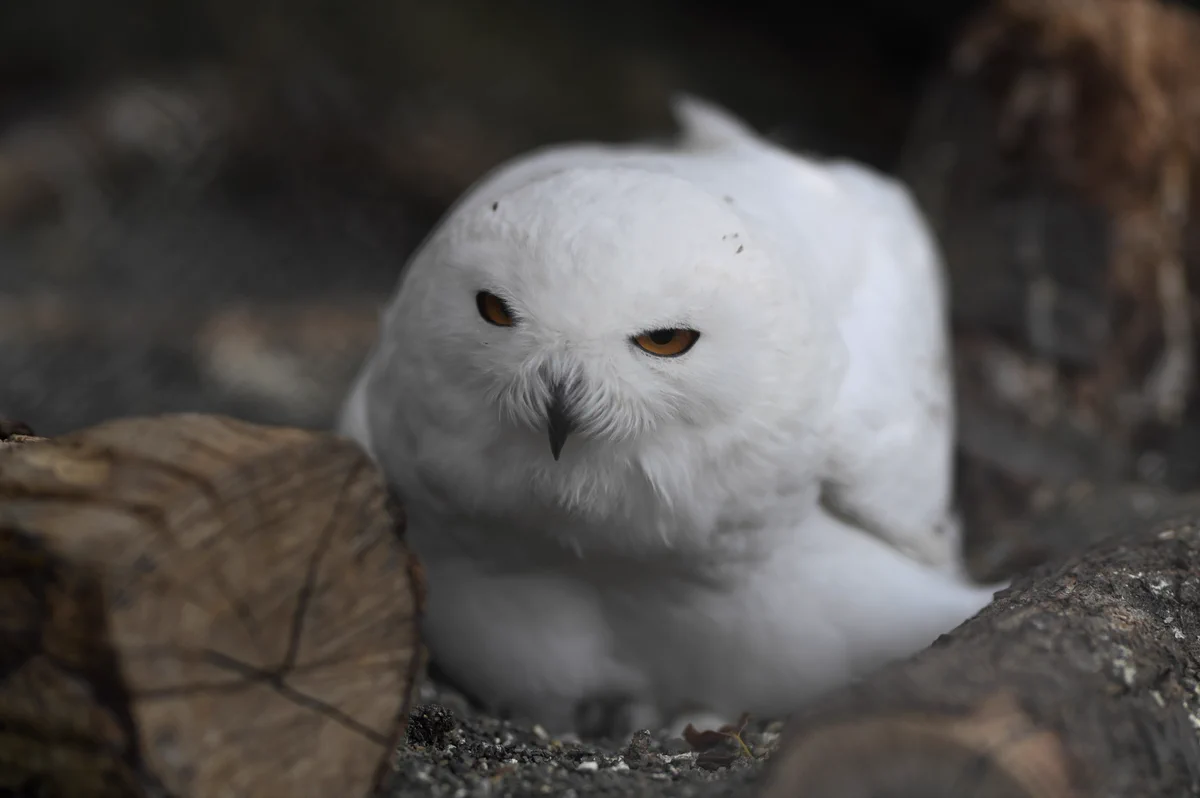 目が合ったら踊り出したシロフクロウがかわいいwww