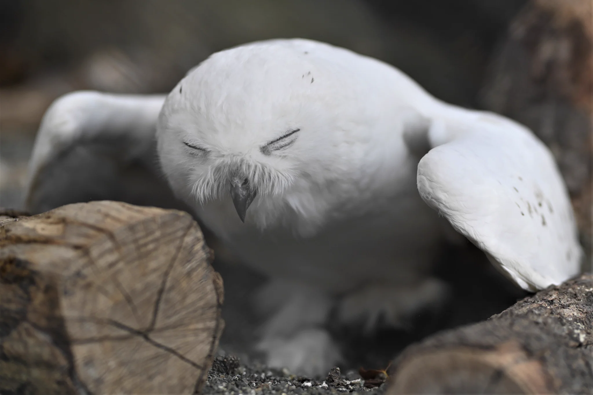 目が合ったら踊り出したシロフクロウがかわいいwww