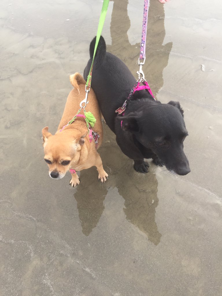 KNethaway's tweet photo. Mascot Monday!  My BFFs Daisy and Lulu!!@PCES_Panthers #ChooseParkCrest #PantherPride #GISDAlwaysConnected #GISDPantherVirtualSpirit https://t.co/9tsnuqicaj