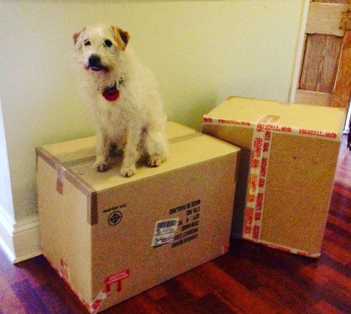 Charlie Bears in Quarantine, Looked after by Buster! x