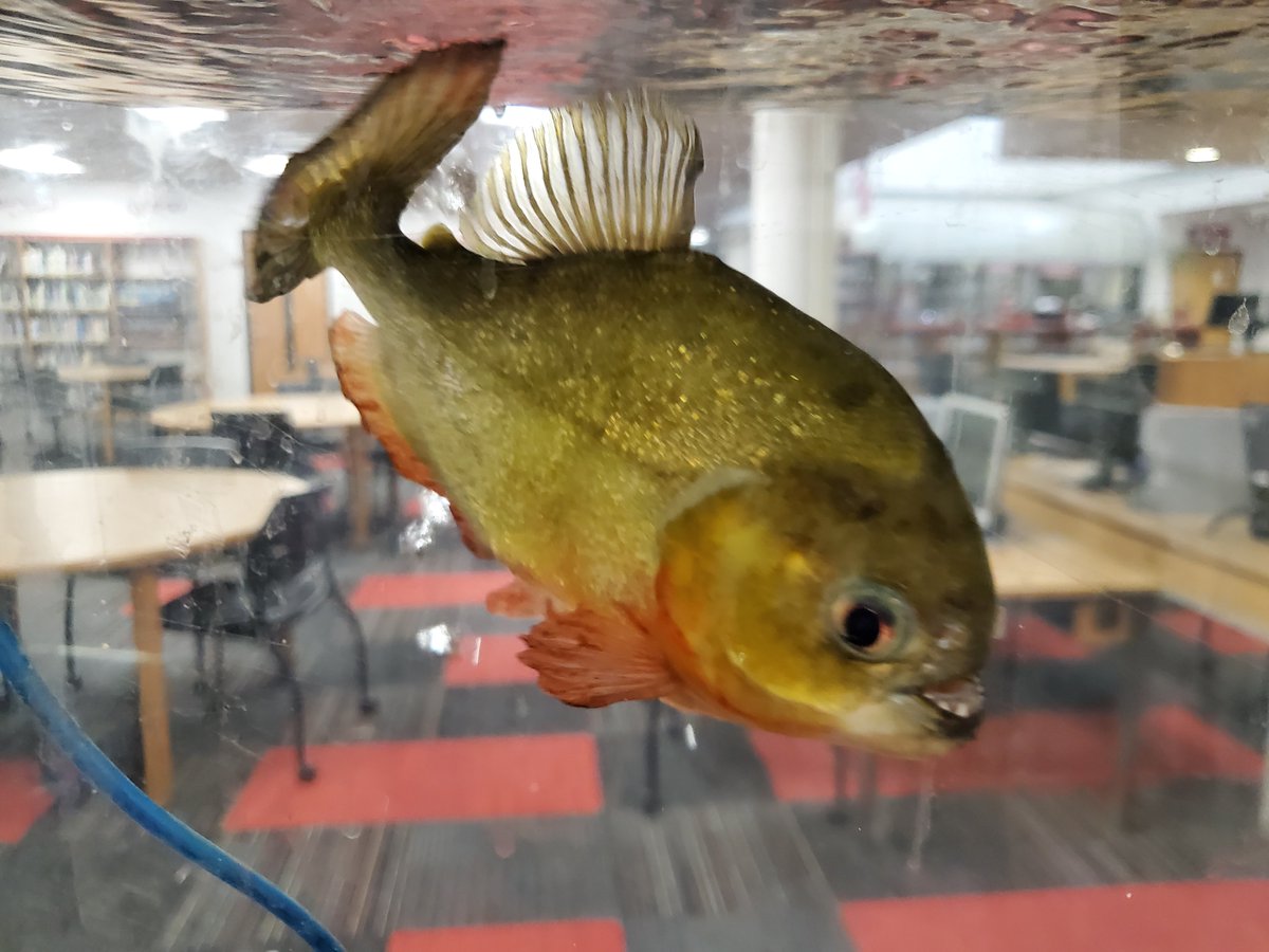 Morelli_CHS's tweet photo. While we are out I know many of you must be worried about Canton's piranha Gary. I can report he was fed and is doing okay :) #WeLoveGary #PCEPStrong #PCEPVirtualSpiritWeek https://t.co/Fu91Pn6c9F