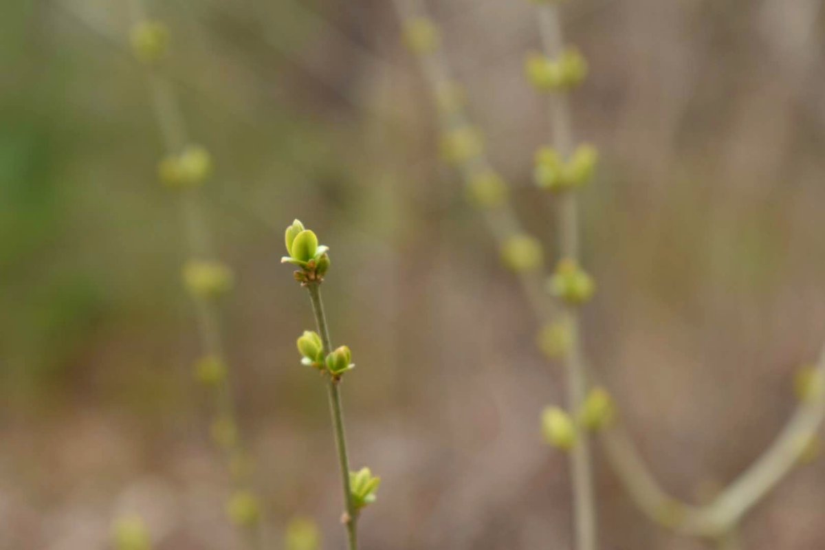 Spring is upon us! Take this time to appreciate the small things in life. 🌱 🌹 ☀️