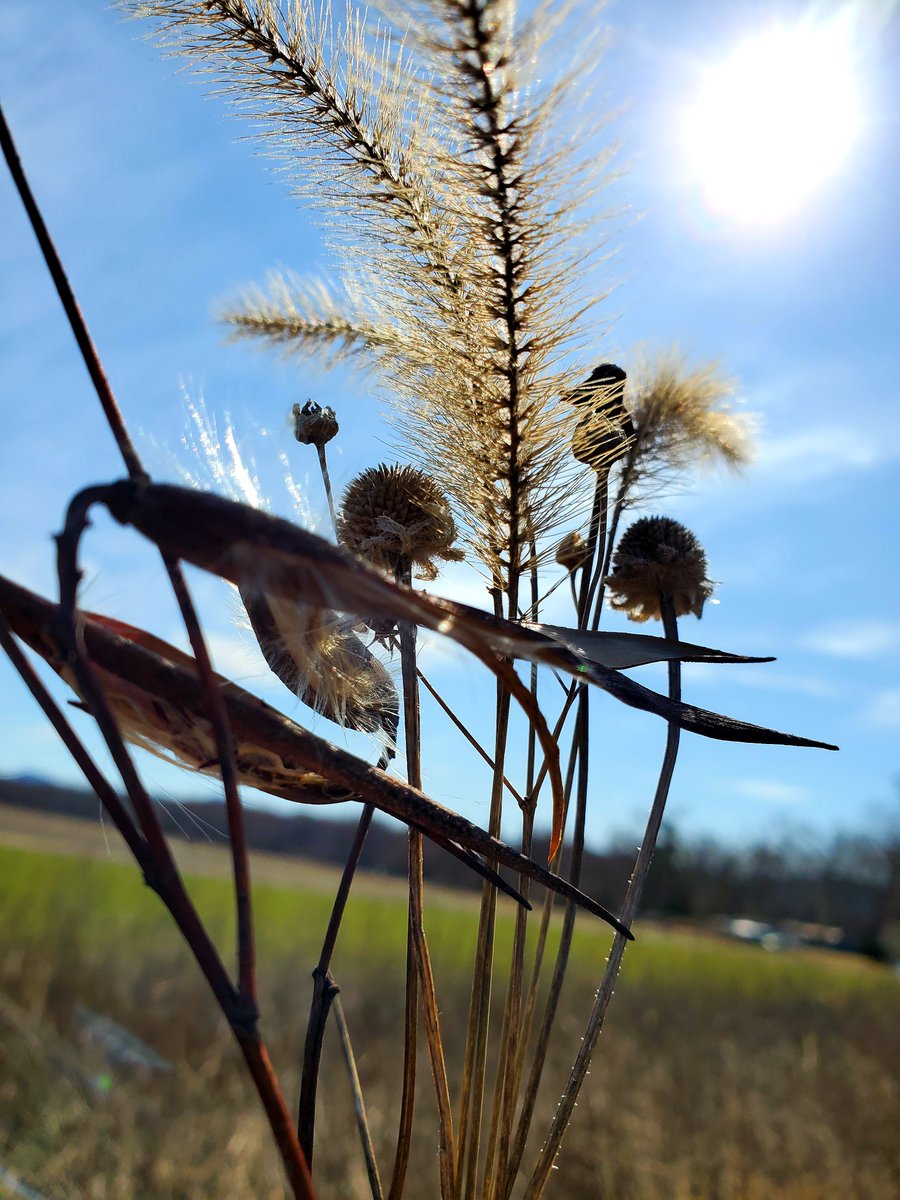 Planning an insect-filled year at Bee Science Farm. Here are a few leftovers from 2019's dense wildflower strips.
