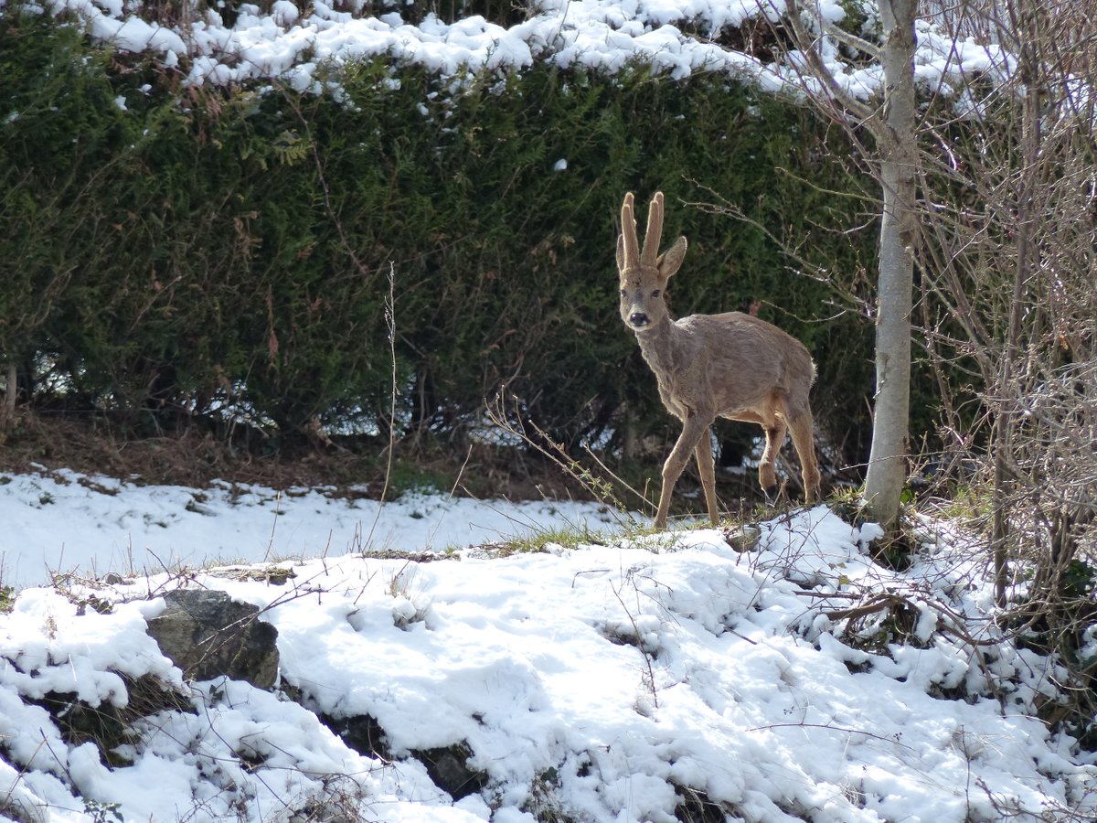EN #Pirineos es sencillo encontrarse un amigo de forma  inesperada 😍
¿Sabéis en qué estación #Altiservice podemos cruzarnos con semejante belleza?
#graciasporquedarteencasa