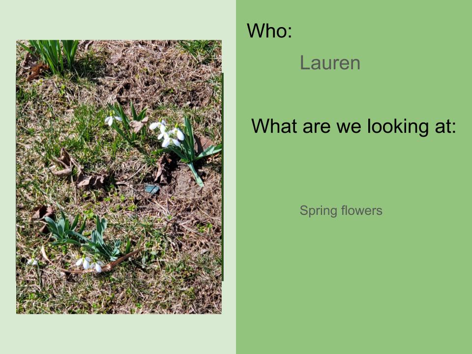 mcsdvirtual's tweet photo. Kindergarten science involves going outside and looking for signs of spring! So great to see our kids engaging with the real world and then reporting on their findings digitally. @mertoncsd #mertonproud https://t.co/LkXb1GKebR