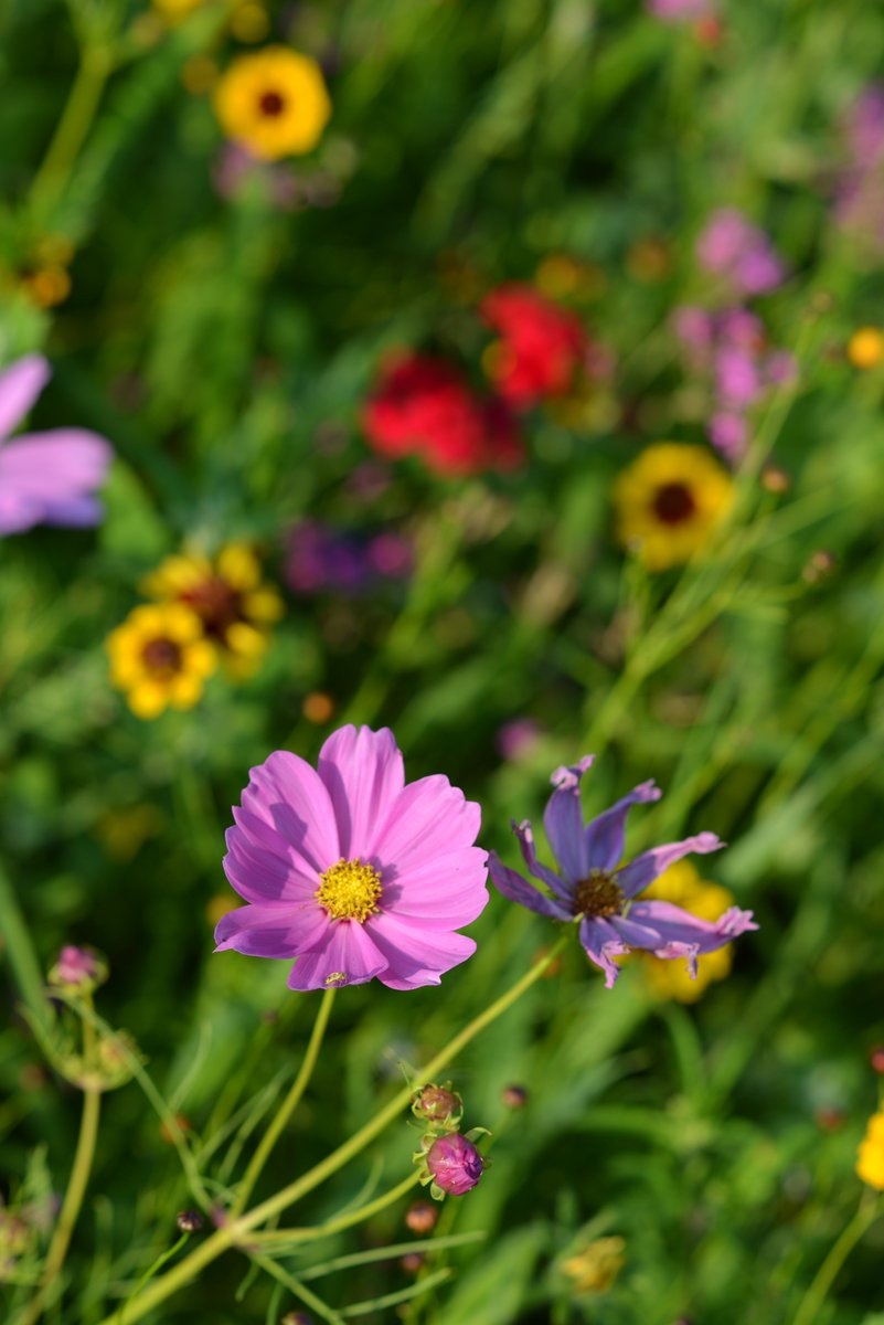 Over two acres of wildflowers will be planted in 2020 at Bee Science Farm in Hadley Massachusetts. beescience.org