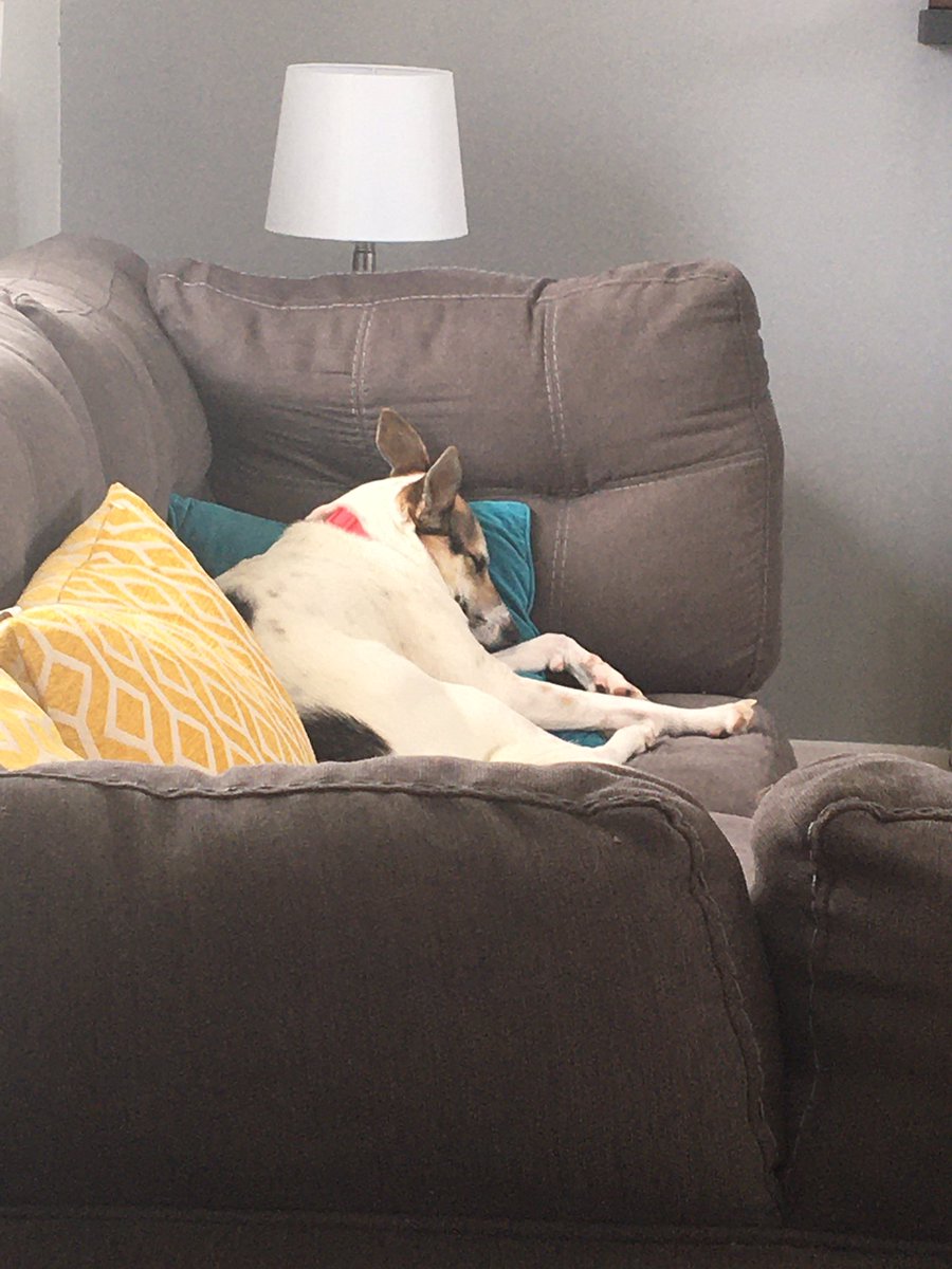 While I am working on plans &amp; @kamryncharris is studying online, our coworker didn’t get the memo that lunch hour was over #lifewithMaisy #nbcc