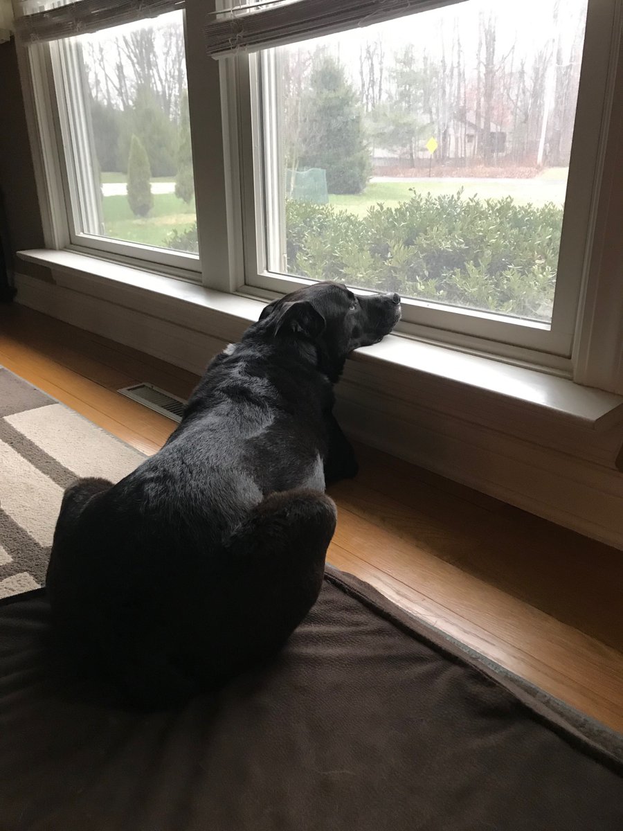 HMBinc's tweet photo. Some of our new coworkers... 😉. It seems like they sleep more than they work!
#lifeatHMB #coworkers #wfh https://t.co/0dWVdY9PJr