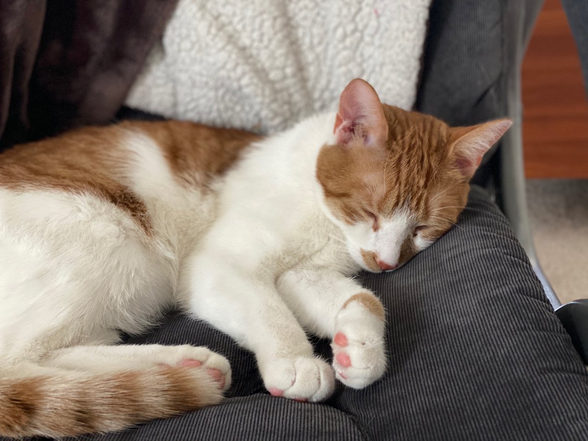 HMBinc's tweet photo. Some of our new coworkers... 😉. It seems like they sleep more than they work!
#lifeatHMB #coworkers #wfh https://t.co/0dWVdY9PJr