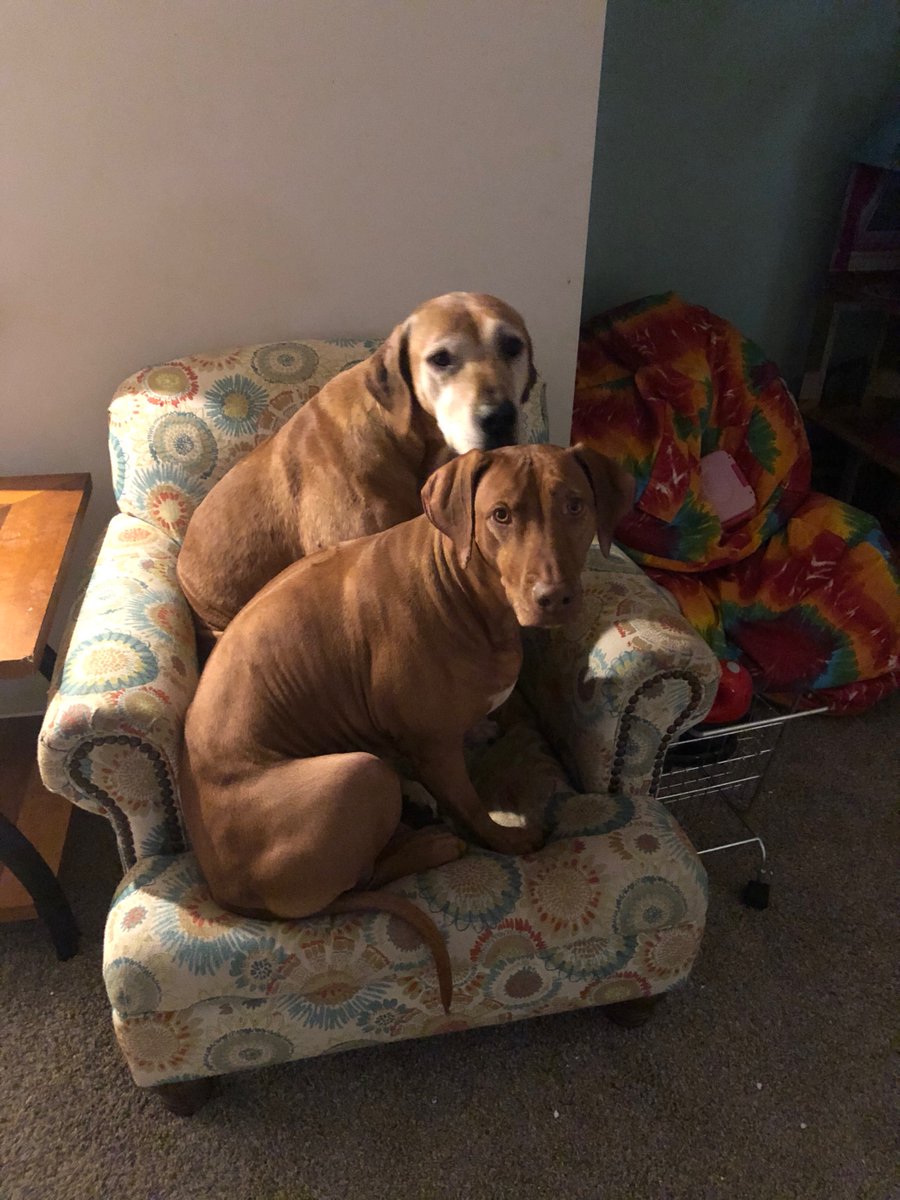 HMBinc's tweet photo. Some of our new coworkers... 😉. It seems like they sleep more than they work!
#lifeatHMB #coworkers #wfh https://t.co/0dWVdY9PJr