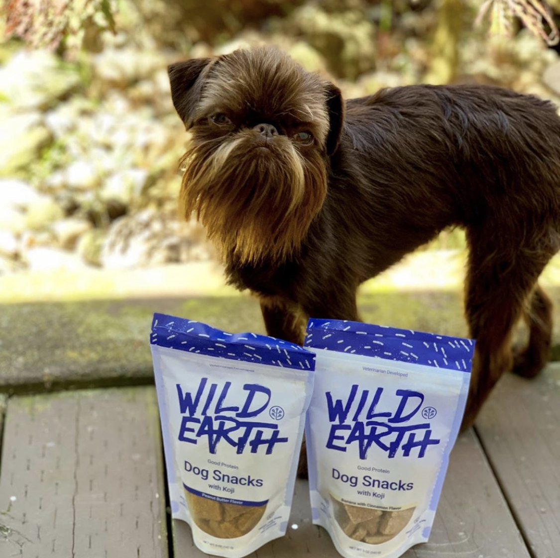 wildearthpets's tweet photo. 😊😕 I can smile & frown at the same time! Jealous? I would be too! 🐾💙Mila
.
📸:@itsallaboutmila
.
.
#brusselsgriffon #wildearth #brusselsgriffons #brusselsgriffonfans #griffons #griffonsarmy #griffs #notapug #wildearthpets #grumpygriffons #chewbaccadog #restinggriffface https://t.co/okHaJndz2o