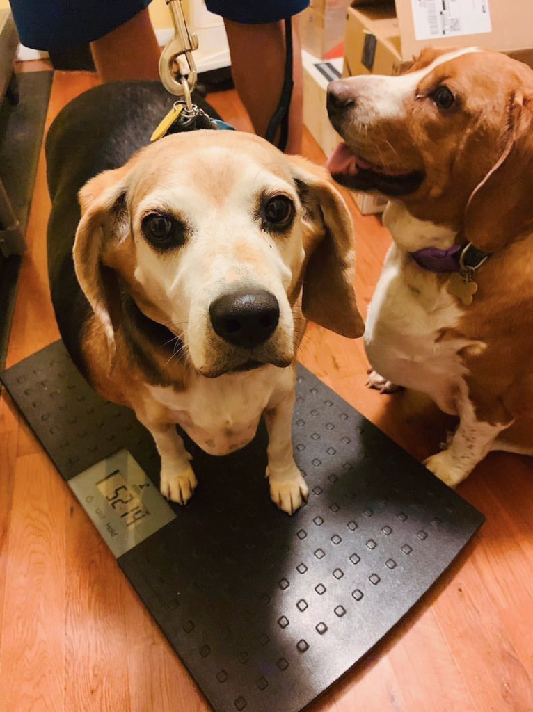 WeRateDogs tweet media