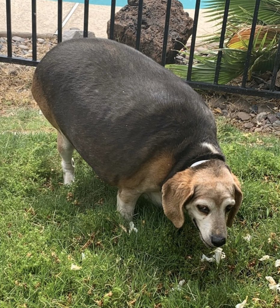 WeRateDogs tweet media