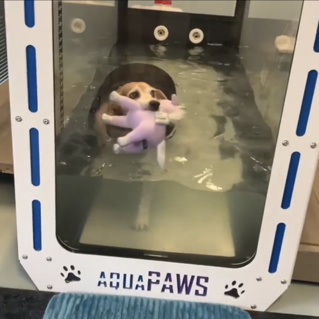 WeRateDogs tweet media