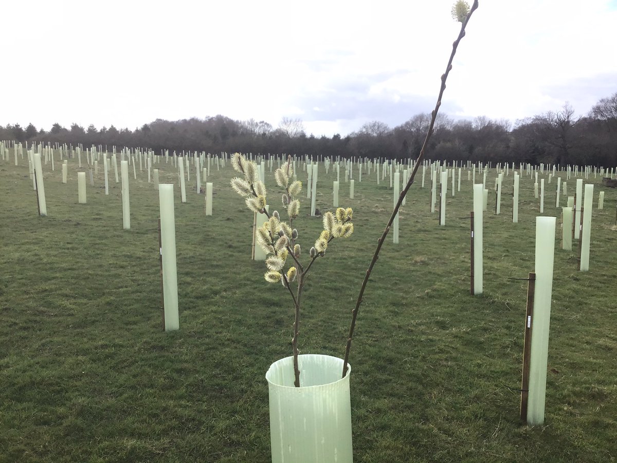 NewDaleWood's tweet photo. Lovely cheerful willow #catkins making an appearance in the newly planted woodland @NewDaleWood on a chilly March day. Big attraction with the butterflies and bees this week. 🐝@NaturesCalendar @WoodlandTrust @communityforest https://t.co/NdALHUIjtD