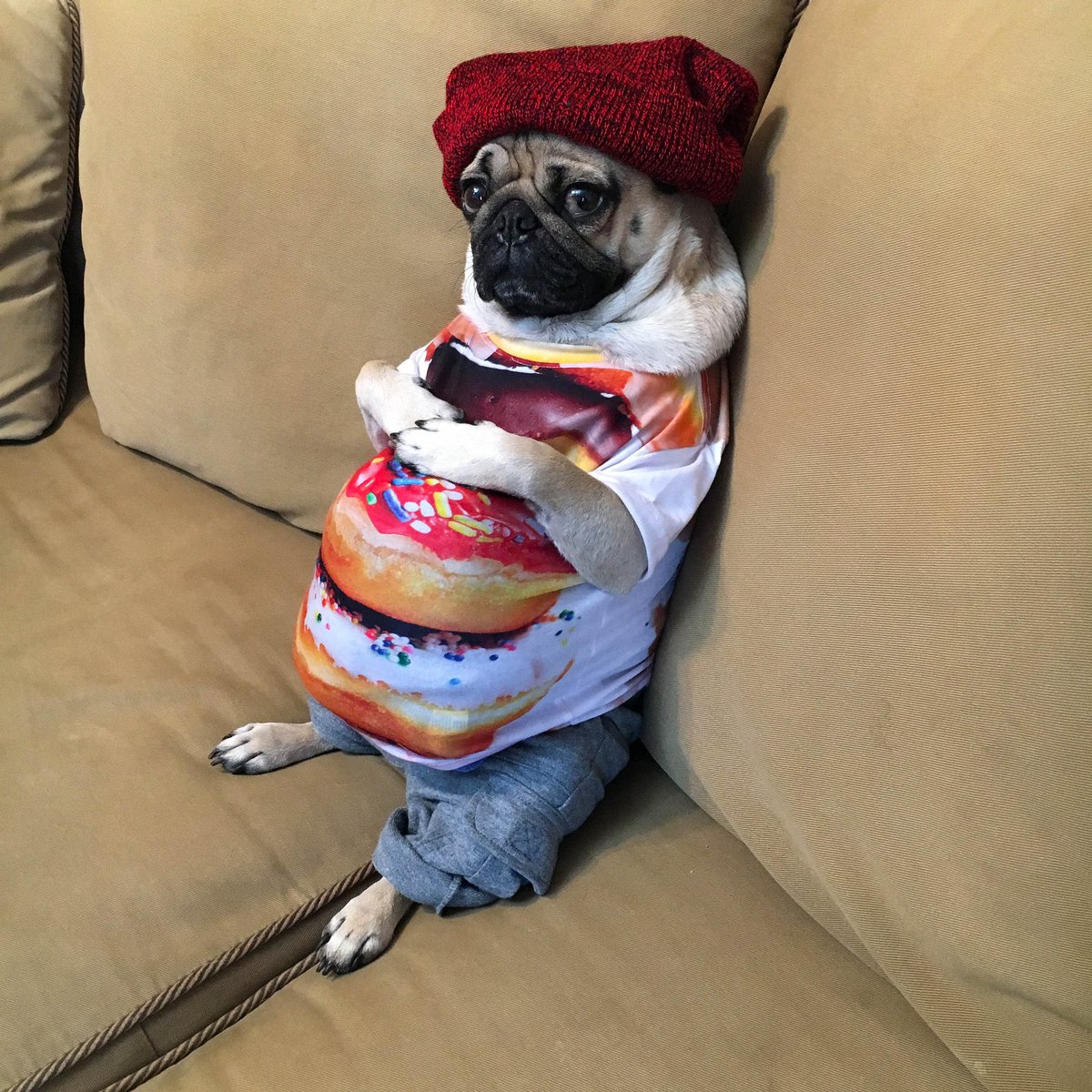 itsdougthepug's tweet photo. Bored in the house and I’m in the house bored https://t.co/ATBDBk5j7k
