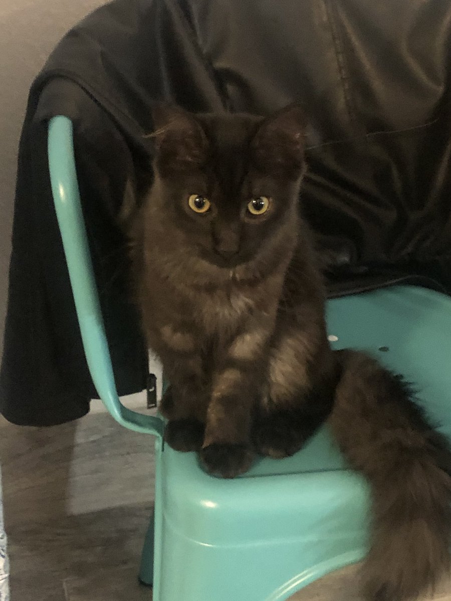 VonicTV's tweet photo. Kitten said she’s ready for her close up! The #BroBro pilot premiere airs on April 25 only on @VonicTV #webseries https://t.co/dwsfcj9V4L