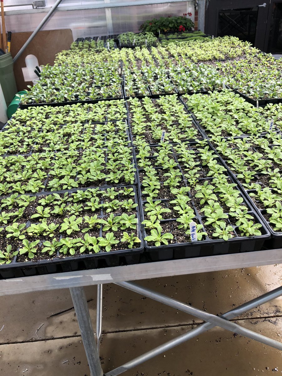 alainrae's tweet photo. The littles assisting in the greenhouse today. Learning about plants and how to care for them. #mepoclassroom https://t.co/SioklzZk2A
