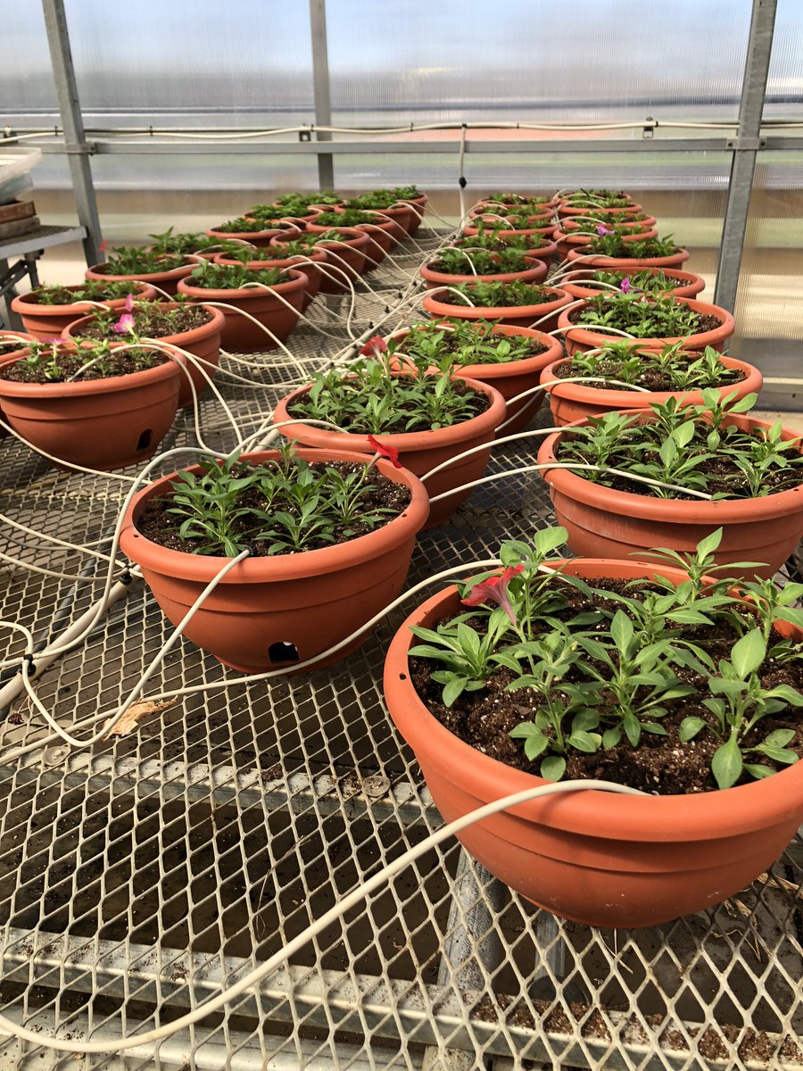 The littles assisting in the greenhouse today. Learning about plants and how to care for them. #mepoclassroom