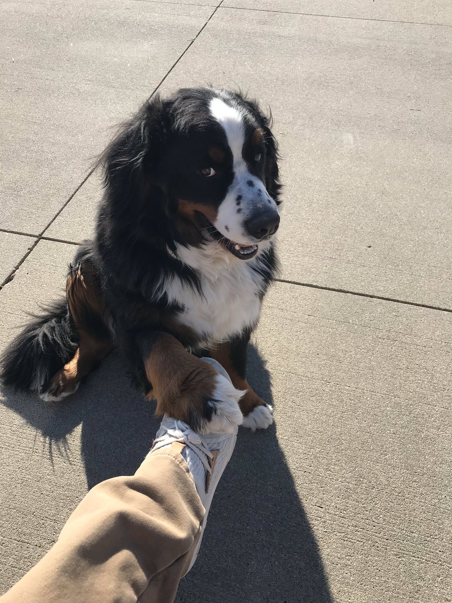 gusnfrank's tweet photo. He wants to join in on the fight! #AllInThisTogether #StayAtHomeAndStaySafe #SundayFunday #bernesemountaindog #bmd #cbd605 #kingston #teegy https://t.co/hwGQwcNV2x