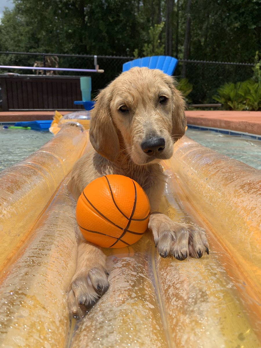 BaileeOsteen's tweet photo. Our best boy Brody is 1 today🥳 he loves swimming, sleeping directly on top of me and chewing up stuff he shouldn’t🤪 https://t.co/A3UGVjG2ed