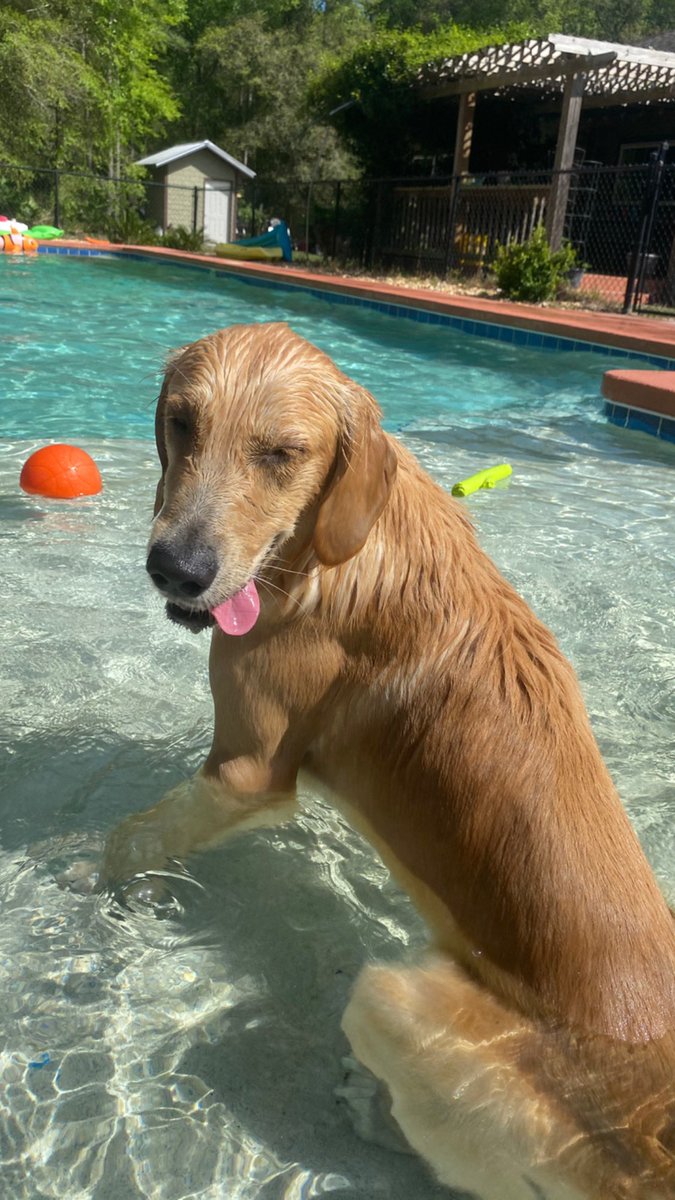BaileeOsteen's tweet photo. Our best boy Brody is 1 today🥳 he loves swimming, sleeping directly on top of me and chewing up stuff he shouldn’t🤪 https://t.co/A3UGVjG2ed