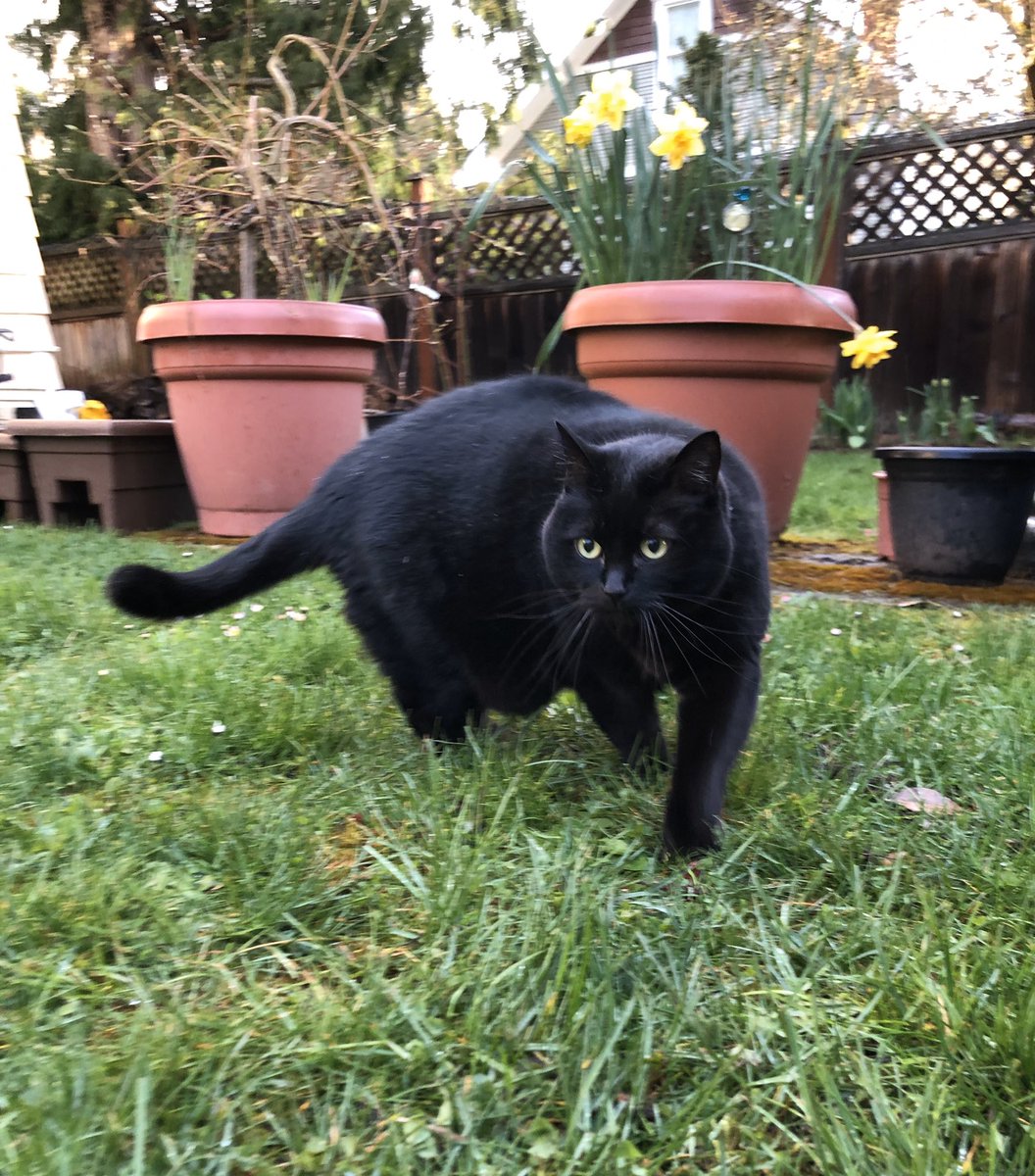 backyard #panfur not deterred by #SpringShowers 🐾🖤