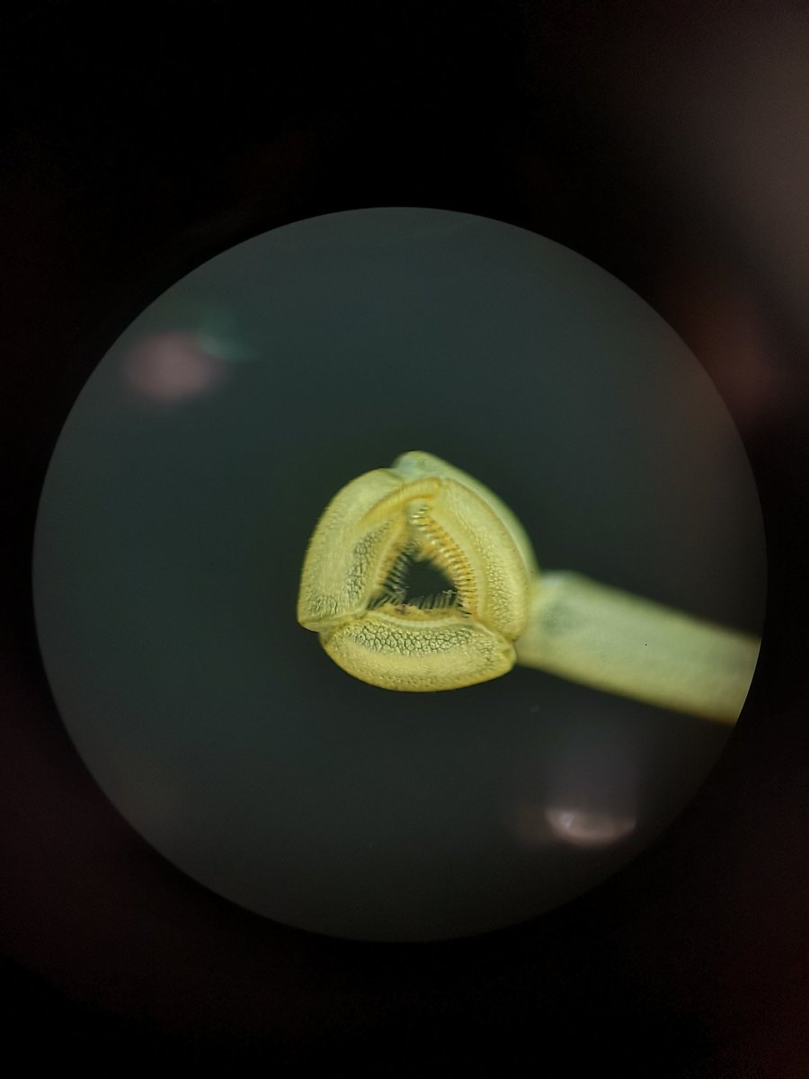 morroghmax's tweet image. There are no problems, only solutions! 
Needed to take some pictures of my #seaspiders and @LEGO_Group Technic came to the rescue. 
What do you think of the retrofit @DrShmoo? 
#LegoScience #MacGyverScience