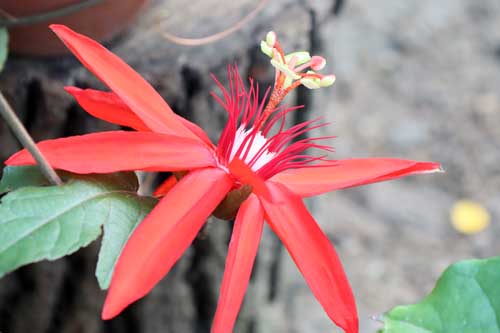 しょうたろう パッシフローラ ミニアタ 時計草の１種です 咲くやこの花館で撮影