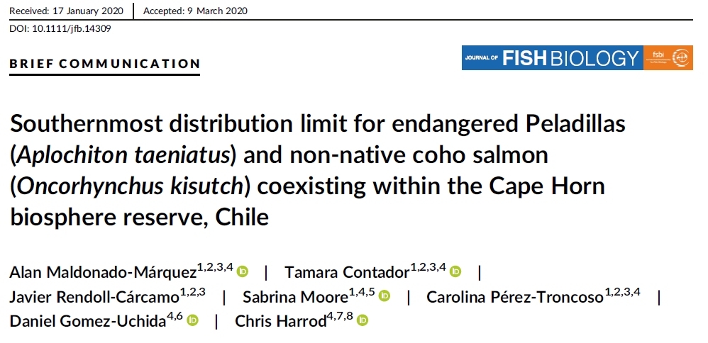 chris_harrod's tweet photo. @umagallanes @Lab_Wankara &amp; @invasalCL MSc student Alan Maldonado aka @Harrycashbuck &amp; others have a new paper. It's a mix: +ve bit is that we have extended the southern distribution of Aplochiton taeniatus. -ve bit, also that of the invasive coho salmon

https://t.co/9RI6Q1ZwY4 https://t.co/KyaLtlFiWF