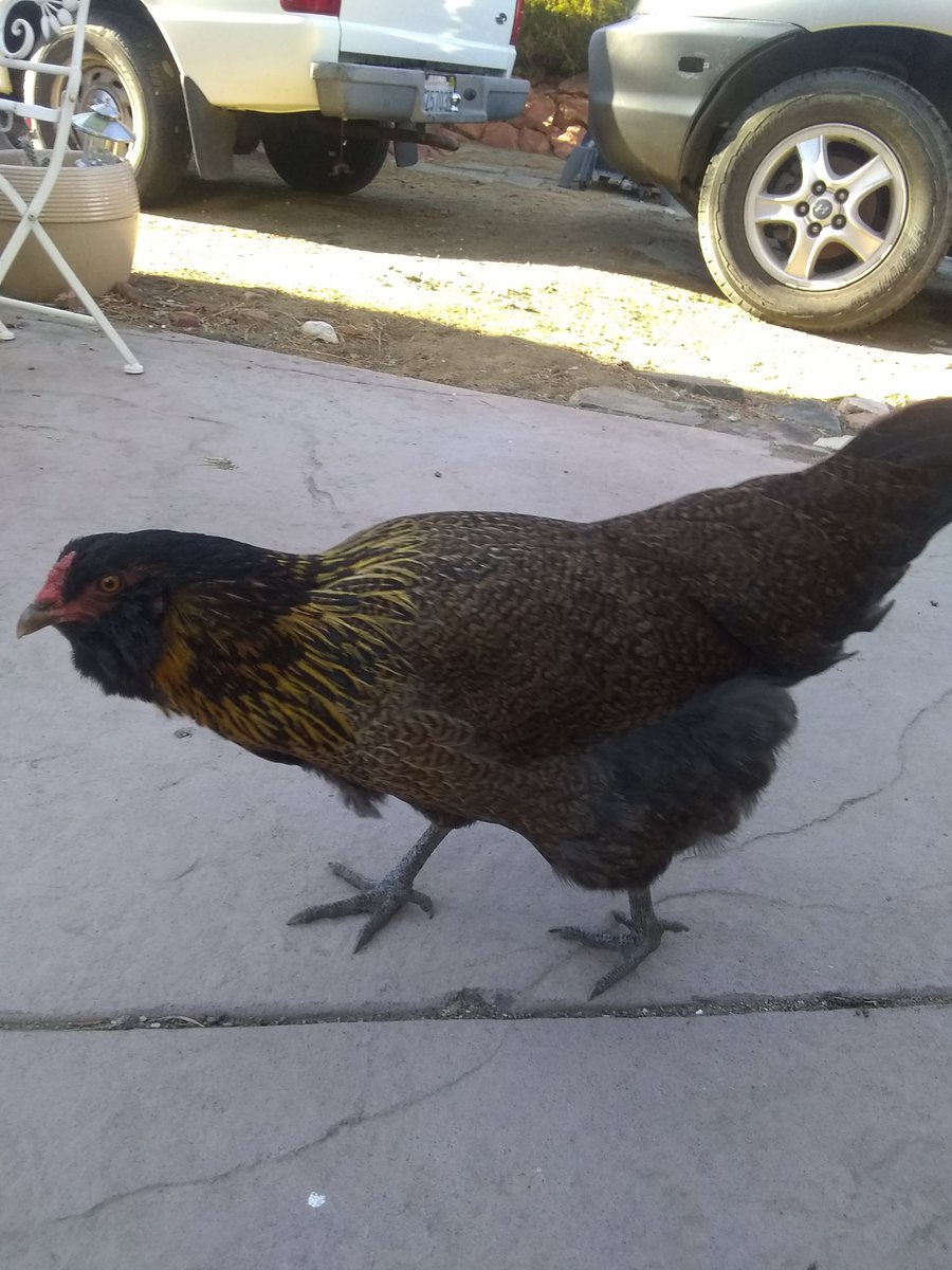 HowToCatLady's tweet image. #ImSoBoredI started taking pictures of my mom's chickens
