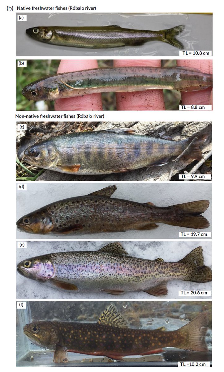 chris_harrod's tweet photo. @umagallanes @Lab_Wankara &amp; @invasalCL MSc student Alan Maldonado aka @Harrycashbuck &amp; others have a new paper. It's a mix: +ve bit is that we have extended the southern distribution of Aplochiton taeniatus. -ve bit, also that of the invasive coho salmon

https://t.co/9RI6Q1ZwY4 https://t.co/KyaLtlFiWF