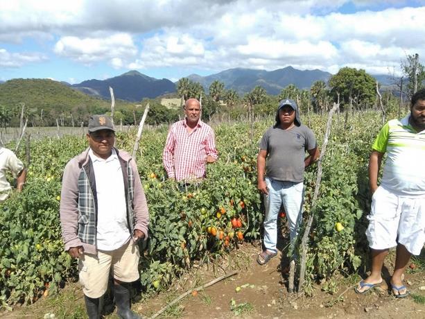 ListinDiario's tweet photo. #EconomíaLD | Producción de vegetales a punto de perderse en el Naranjal por crisis de coronavirus https://t.co/UCIImqPAsL #ListínDiario https://t.co/jgQorYlZ6D