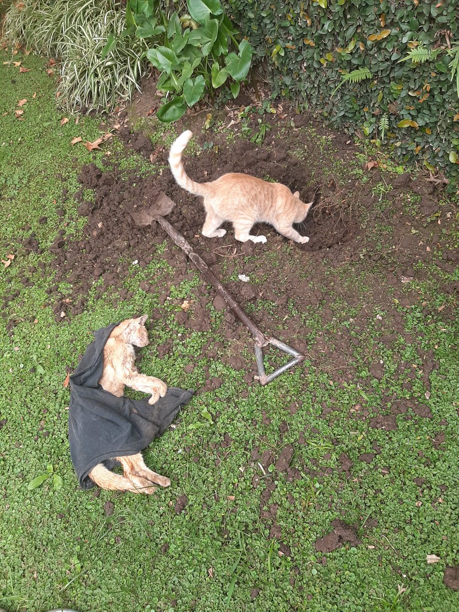 Fraan_Ge's tweet photo. Estuve mal toda el día pensando que se me había muerto el gato. Lo enterré y mi perro lo sacó. 
Cuando lo vuelvo a enterrar aparece el verdadero. MOMENTO ÉPICO!!! Asistió al funeral de su doble 🤦🏽‍♂️🤦🏽‍♂️🤦🏽‍♂️ Enterre y andaba mariconeando por gato ajeno. A mi solo me pasa, hermoso ser. https://t.co/uAOXyT04oh