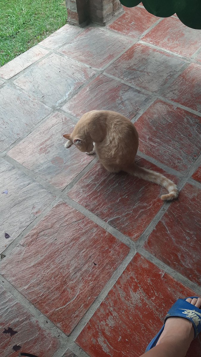Fraan_Ge's tweet photo. Estuve mal toda el día pensando que se me había muerto el gato. Lo enterré y mi perro lo sacó. 
Cuando lo vuelvo a enterrar aparece el verdadero. MOMENTO ÉPICO!!! Asistió al funeral de su doble 🤦🏽‍♂️🤦🏽‍♂️🤦🏽‍♂️ Enterre y andaba mariconeando por gato ajeno. A mi solo me pasa, hermoso ser. https://t.co/uAOXyT04oh