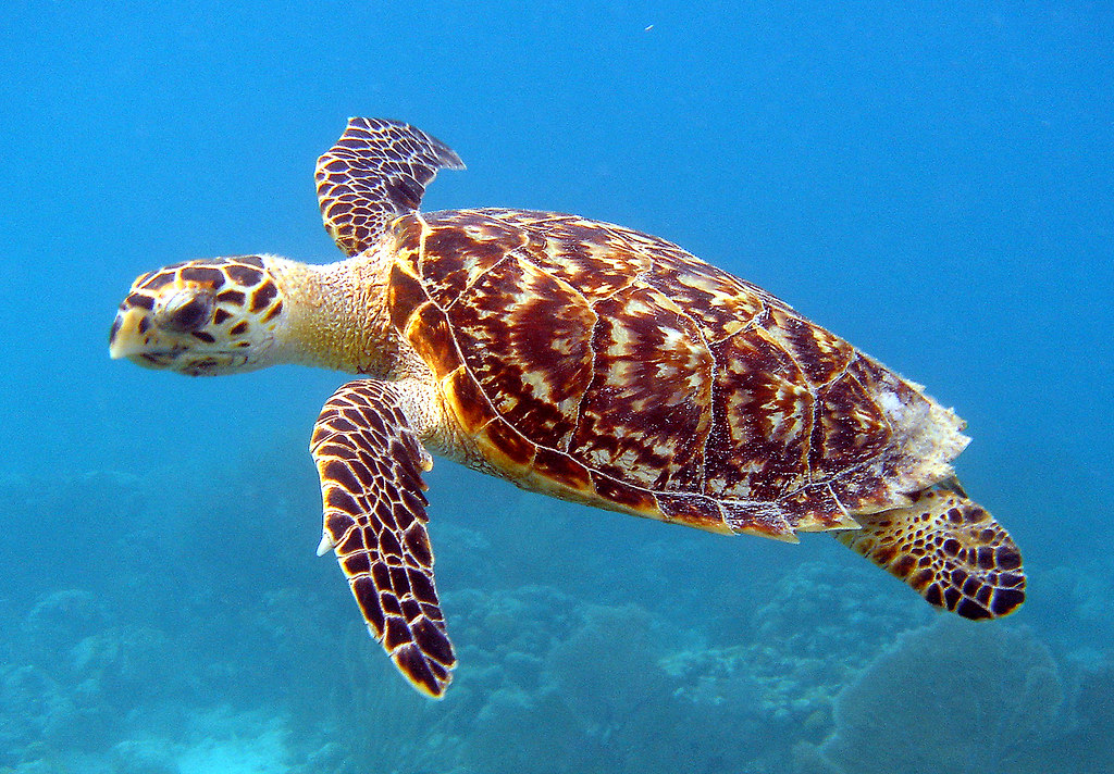 Today's  #CreatureFeature focuses on  #SeaTurtles! These reptiles of the sea can be found in all oceans except for the polar regions. There are seven species of sea turtles: green, leatherback, loggerhead, Kemp's ridley, olive ridley, hawksbill (pictured here), and flatback. 