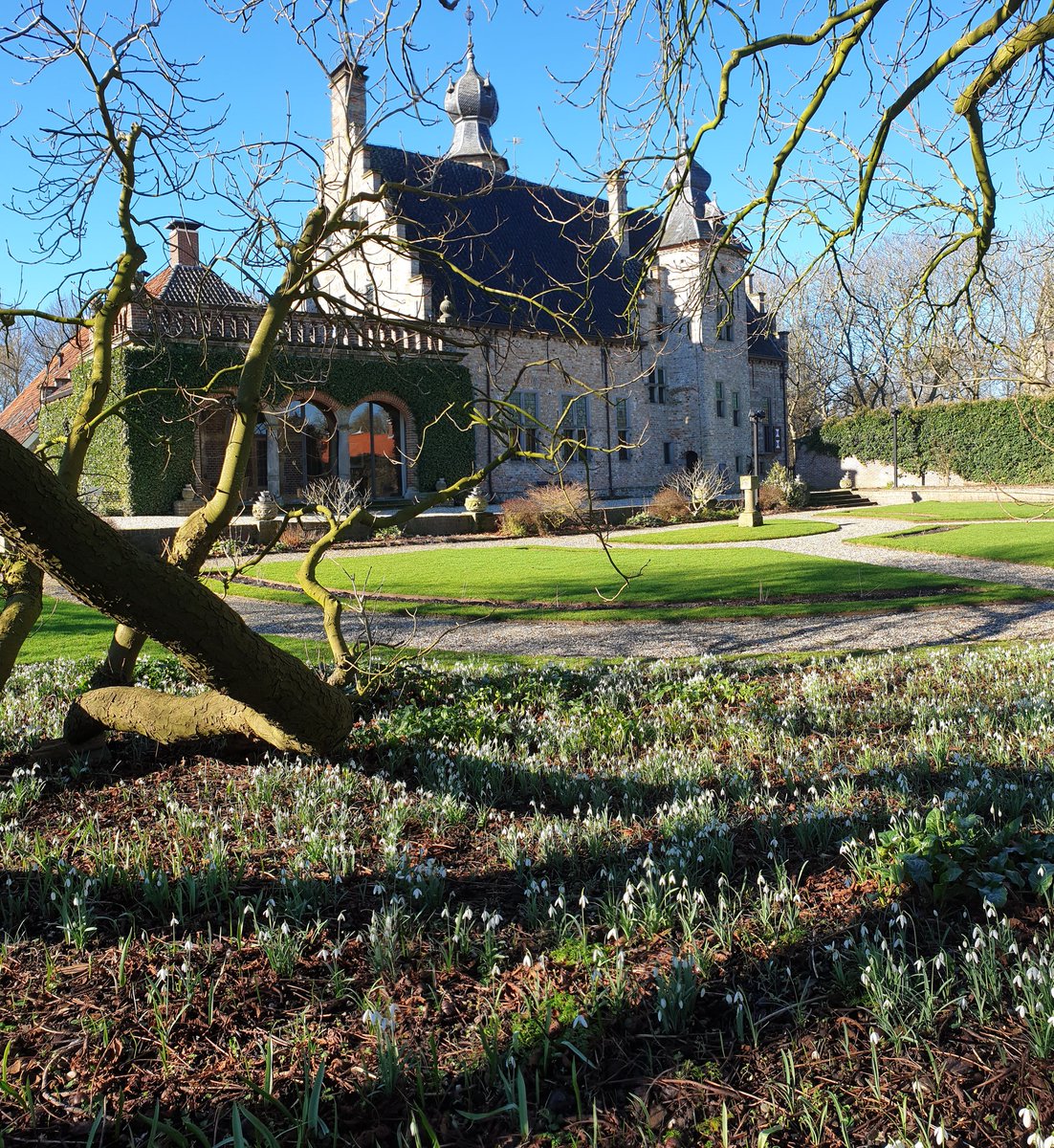 Door de warme #winter stonden de #sneeuwklokjes dit jaar vroeg in bloei.
De witte kleur is nu vervangen door paars en geel #stinzenflora #stinzenplanten